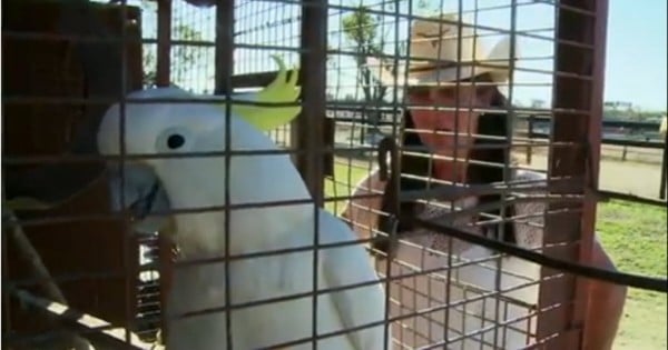 susie cockatoo
