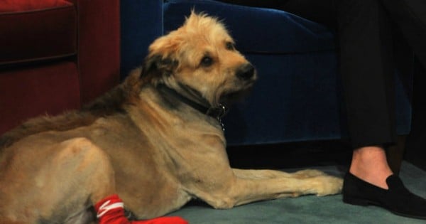Ryan Gosling dog