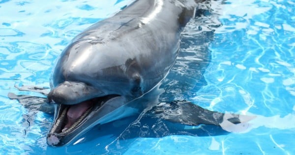 Dolphine seaword feat fb