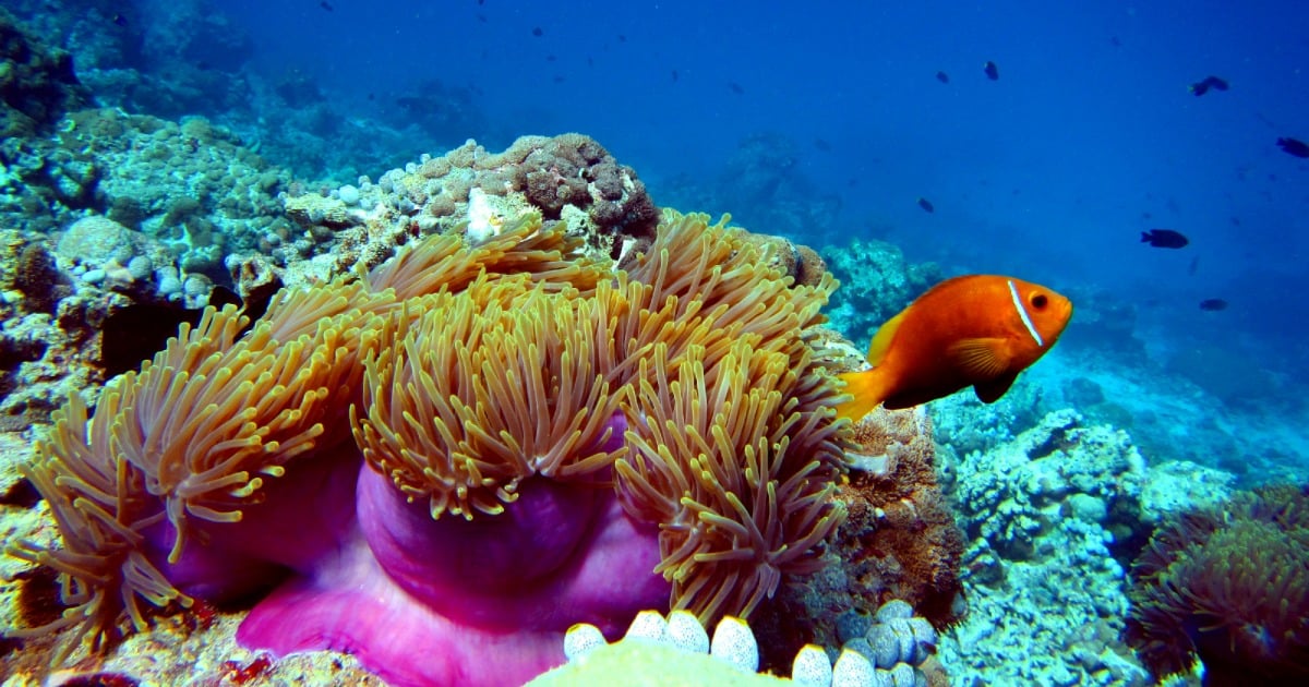 Great Barrier Reef coral bleaching at 95 per cent in northern section