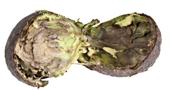 Rotten avocado