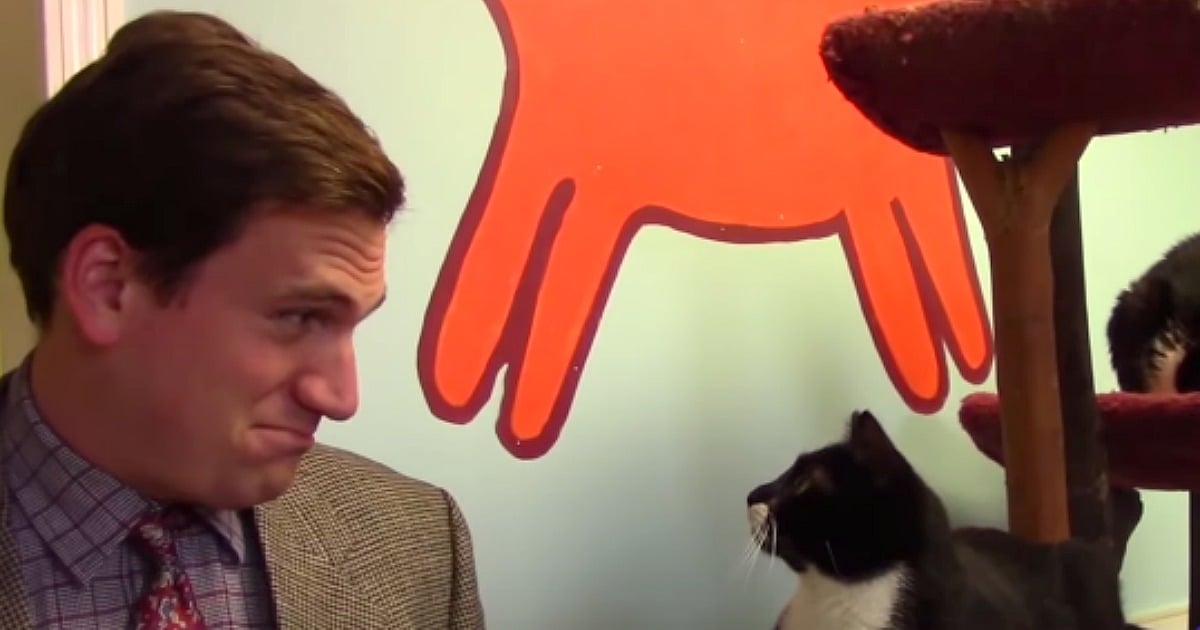 Hilarious Cat Commercial By Shelter Goes Viral On Youtube 7176