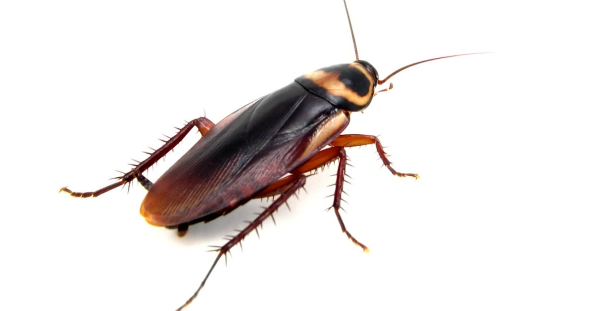 female cockroaches