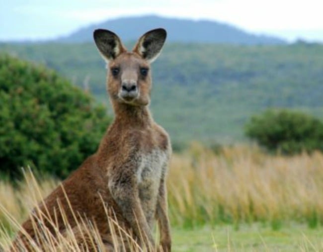 is kangaroo good for you