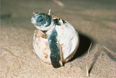 Mon Repos Turtle Rookery: Kate Hunter takes a trip to Bundaberg.