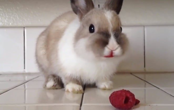 This video of a bunny eating raspberries is horrifying. Or cute.