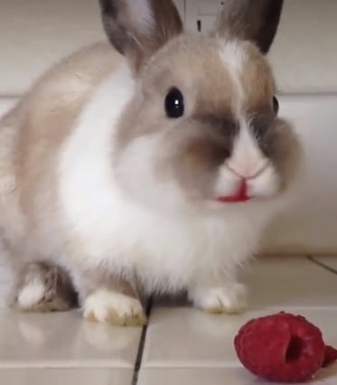 This video of a bunny eating raspberries is horrifying. Or cute.