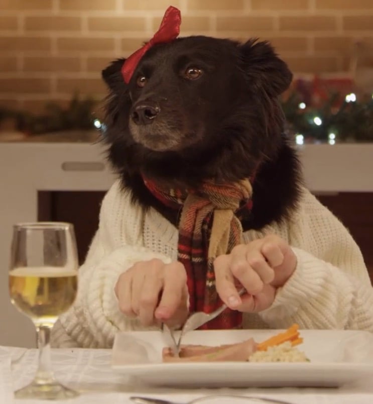 This FreshPet Christmas ad is the best you'll see.