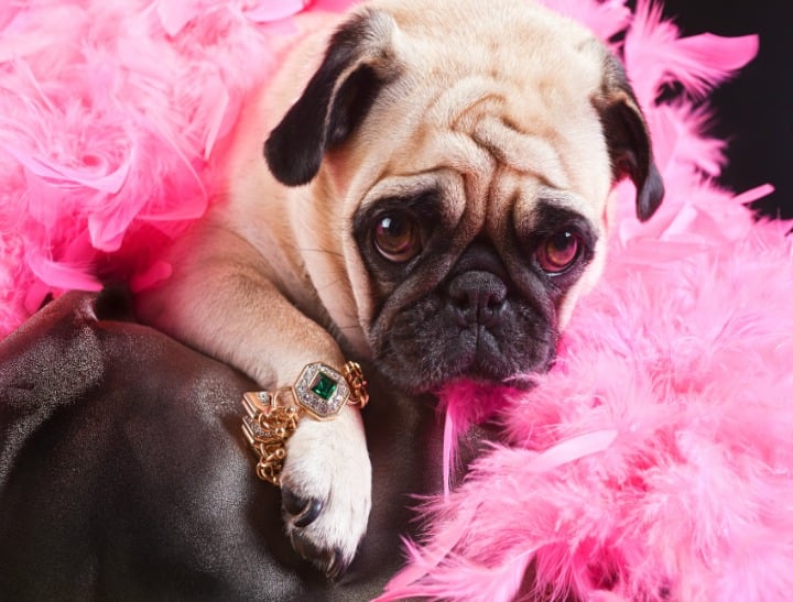 Dogs Are Better Pets Than Cats Study Finds Dogs Are Better Pets Than Cats Study Finds