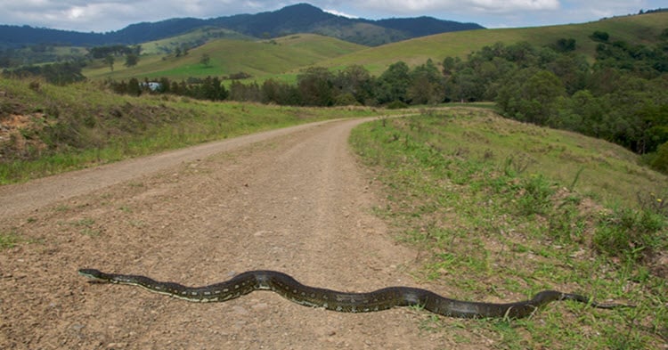 Man finds giant snake in cereal box. Classic Australia.