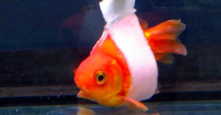 Someone Has Built A Goldfish Wheelchair Is Best Person Ever