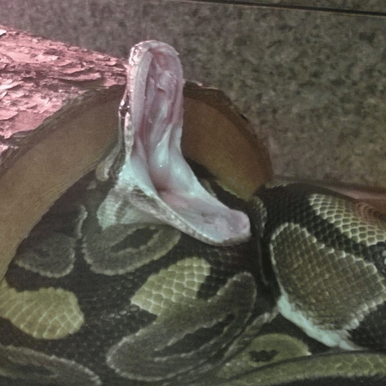 Vagina her snake in Does This