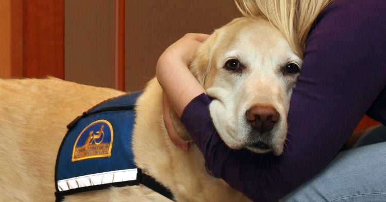 Courthouse dogs are becoming more of an accepted idea.