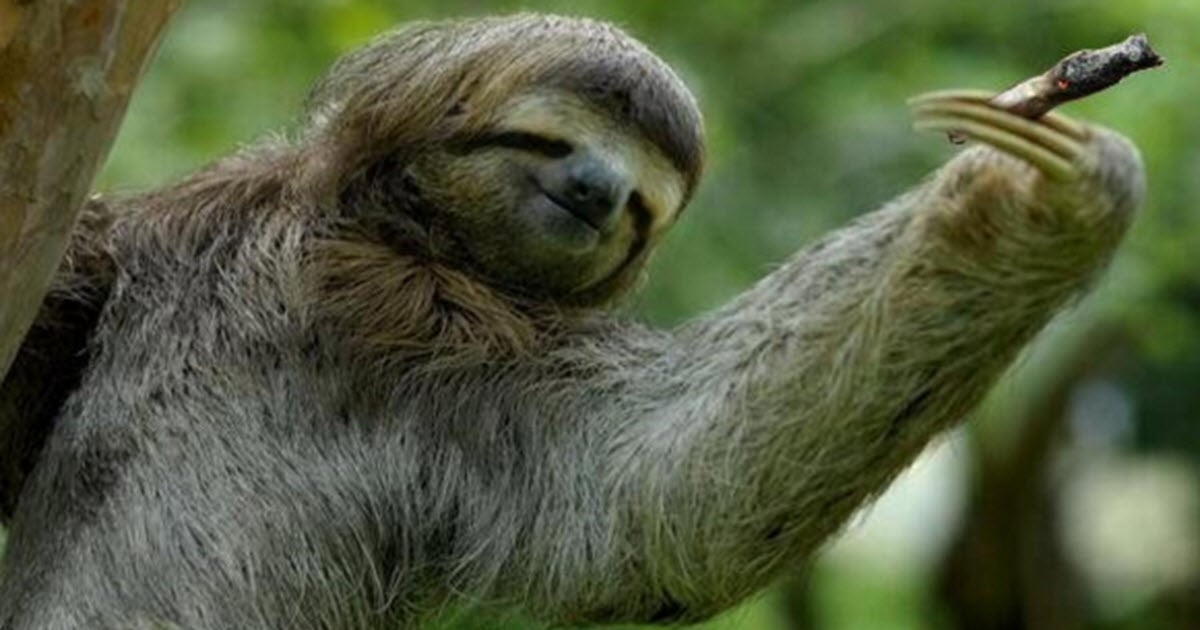 The consensus on the Stoner Sloth campaign