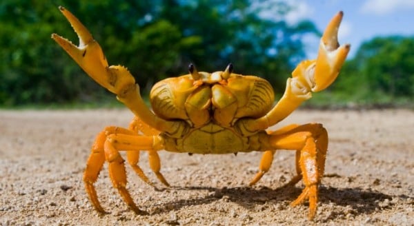 Imagenes De Animales Que Respiran Por La Piel Para ...