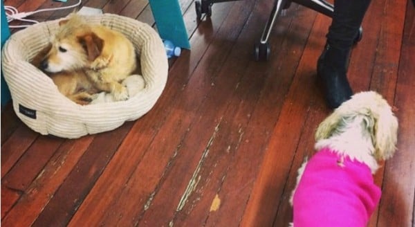 Dogs in the office