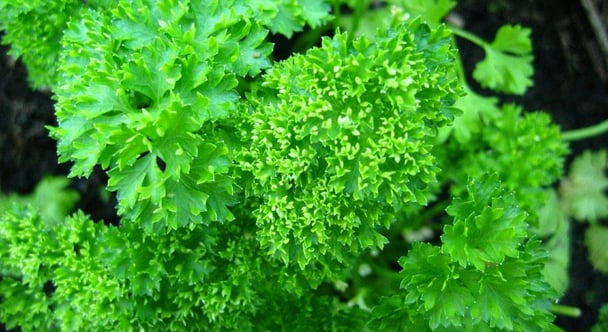 Parsley