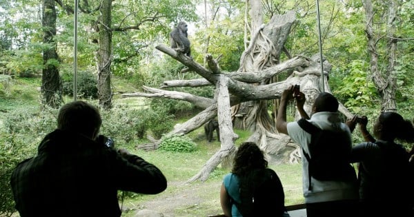 gorillas in zoos