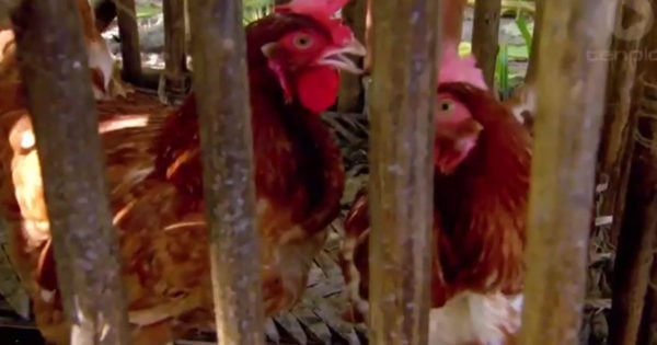 Image result for chickens on survivor