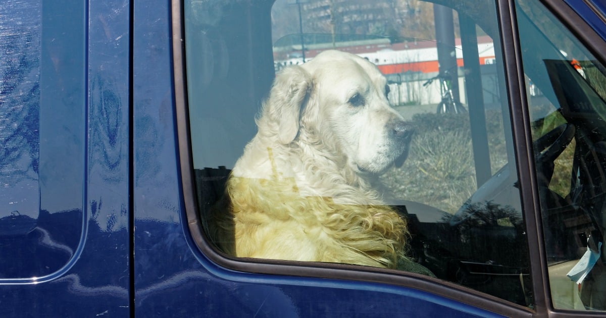 is it illegal to rescue dogs locked in cars