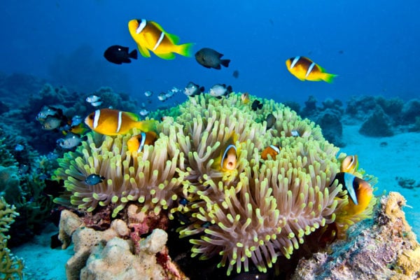 Saving the Great Barrier Reef: Annastacia Palaszczuk you need to act.