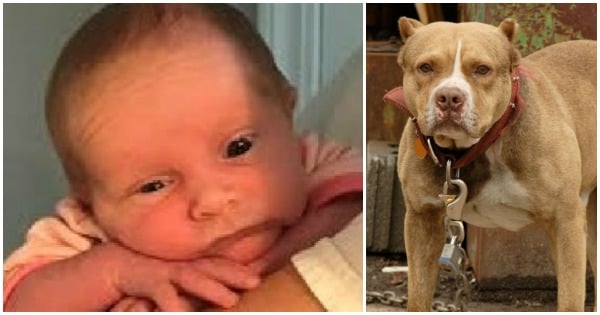 Three-week-old baby killed by pit bulls after being left alone.