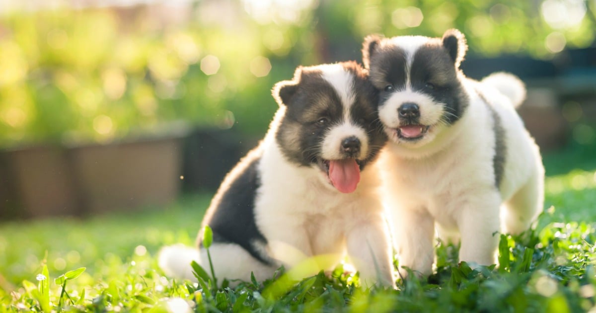 cost of owning a dog