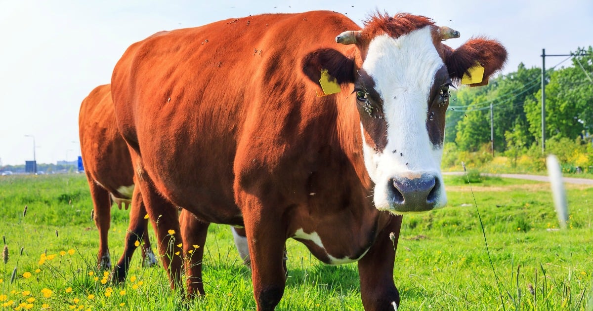 How Now Brown Cow Meaning / And wow-how-now-wow, how now, Brown cow? - Scenario / Hnbc abbreviation stands for how now brown cow.