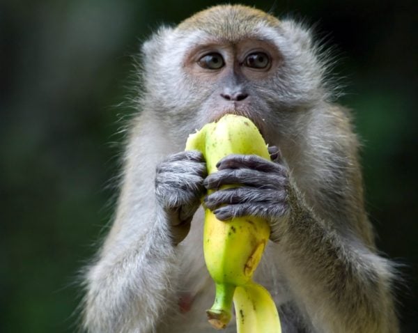 How to peel a banana the right way - because we've been doing it wrong.