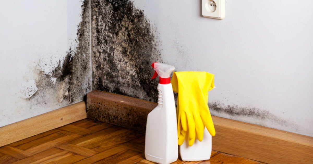 clean mould
