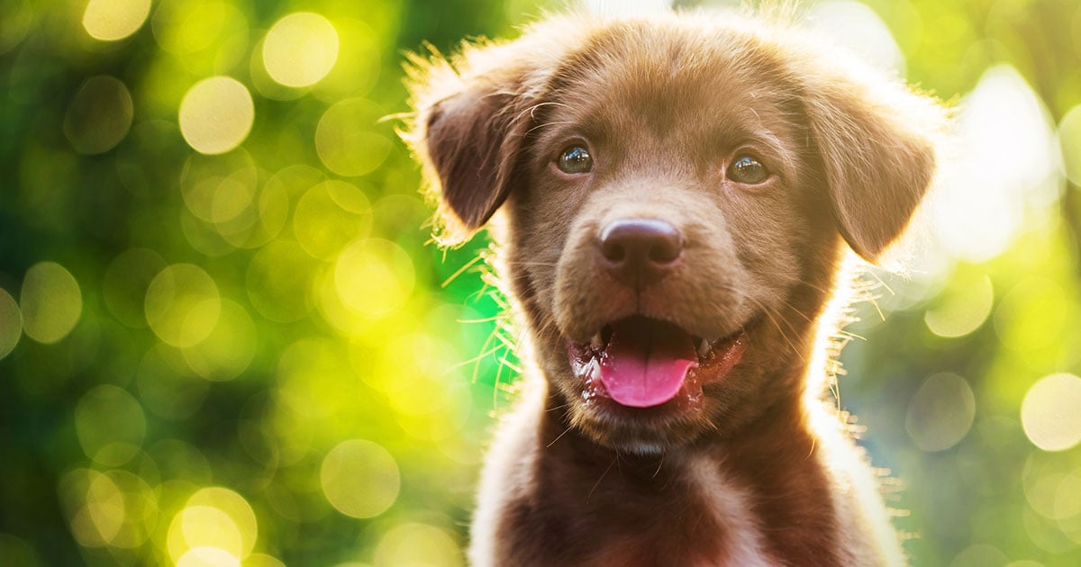 cost of owning a dog
