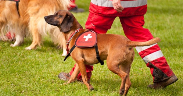 search and rescue dog