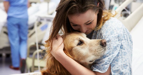 therapy dog