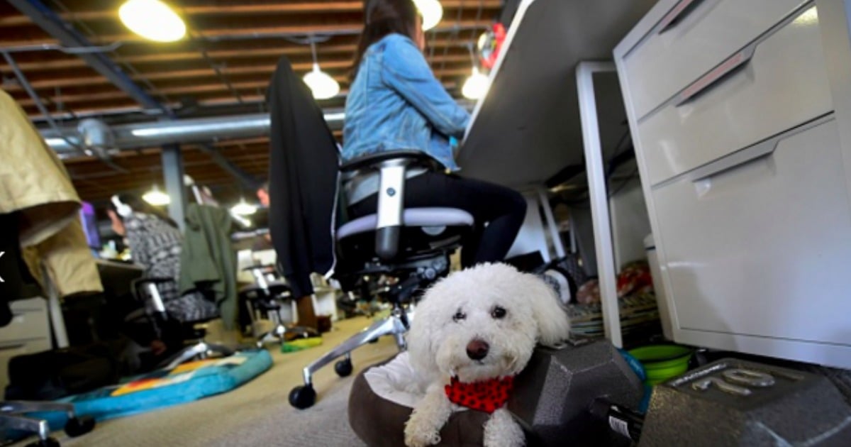 pets workplace