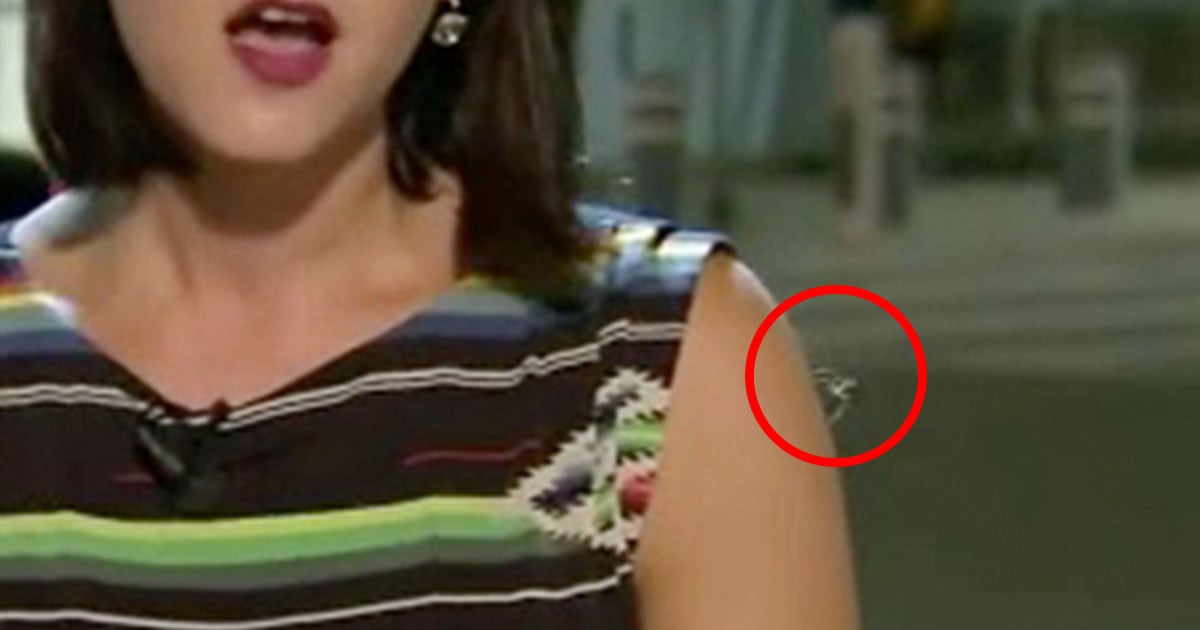 spider attacks reporter live tv