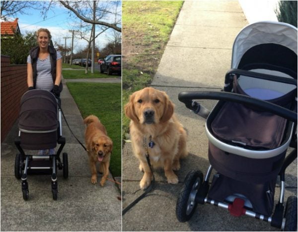 prepare dog for baby