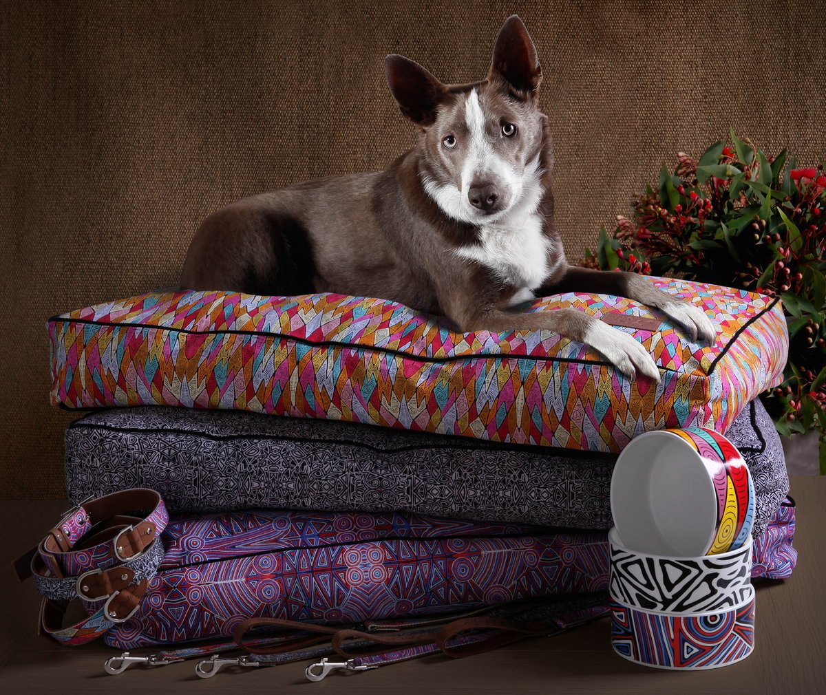 dog on beds with bowls