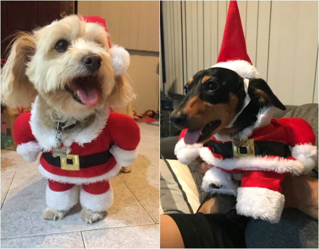 Red,XS Delifur Dog Christmas Costumes with Hat Dog Santa Costume Dog Xmas Costume for Small Dog Cat Puppy 