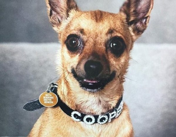 Chihuahua hero snake