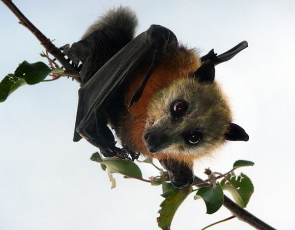 best 28 flying fox on each level flying fox im hoch best 28 flying fox on each level flying fox im hoch
