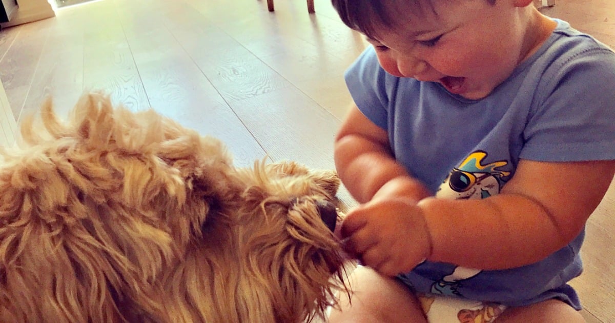 Is your child scared of dogs? Dog trainer explains how to help.