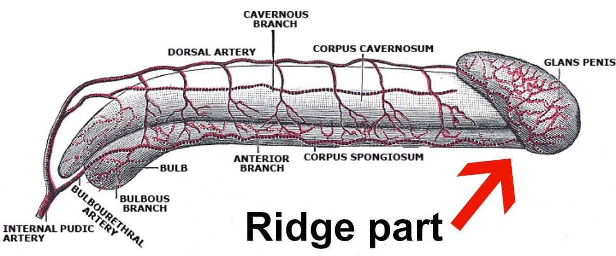 curved penis shapes