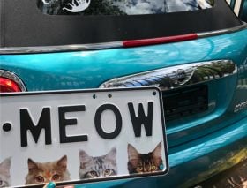 MyPlates/the feline fanatic