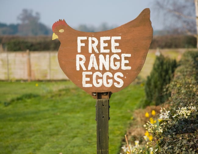 free-range-eggs-how-to-know-what-you-re-buying-is-really-free-range