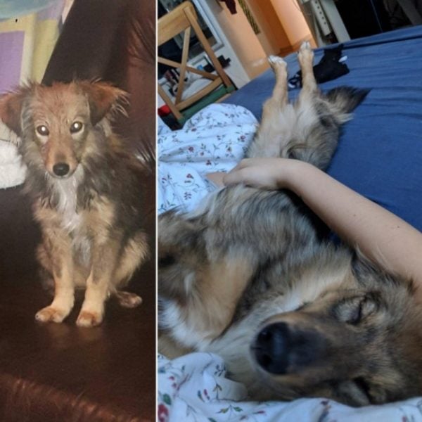 Reddit before & after dog