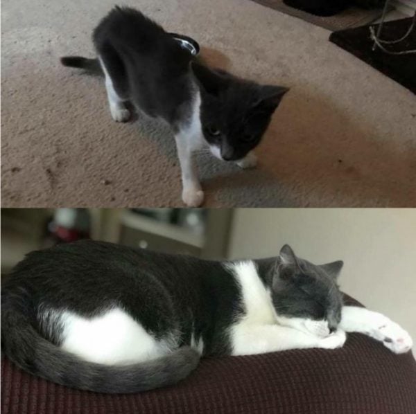 Reddit before & after cat