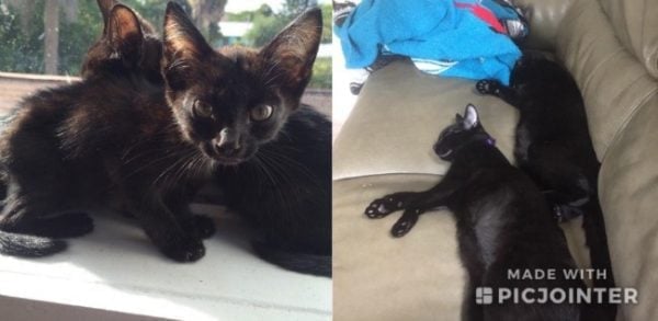 Reddit before & after cats