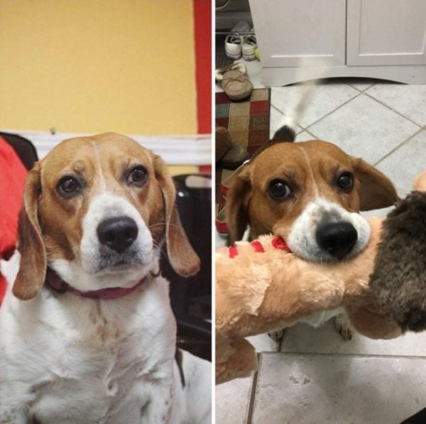 Reddit before & after dog