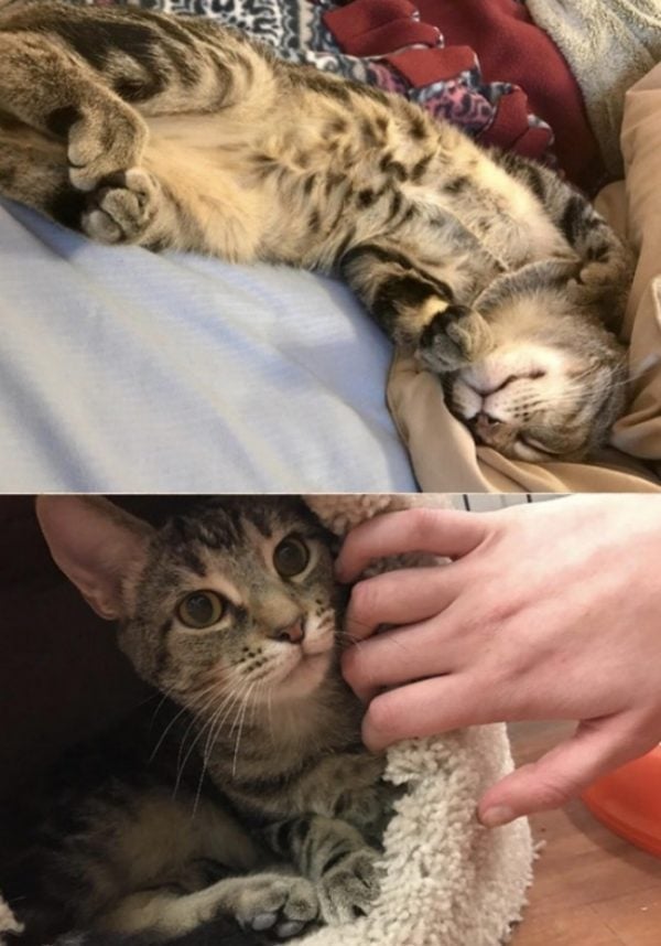 Reddit before & after cat