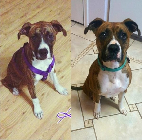 Reddit before & after dog